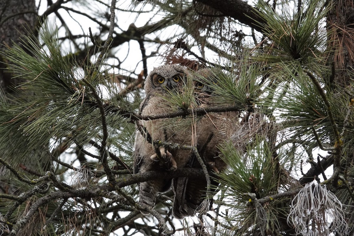 Great Horned Owl - ML561905111