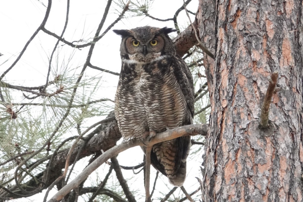 Great Horned Owl - ML561905121