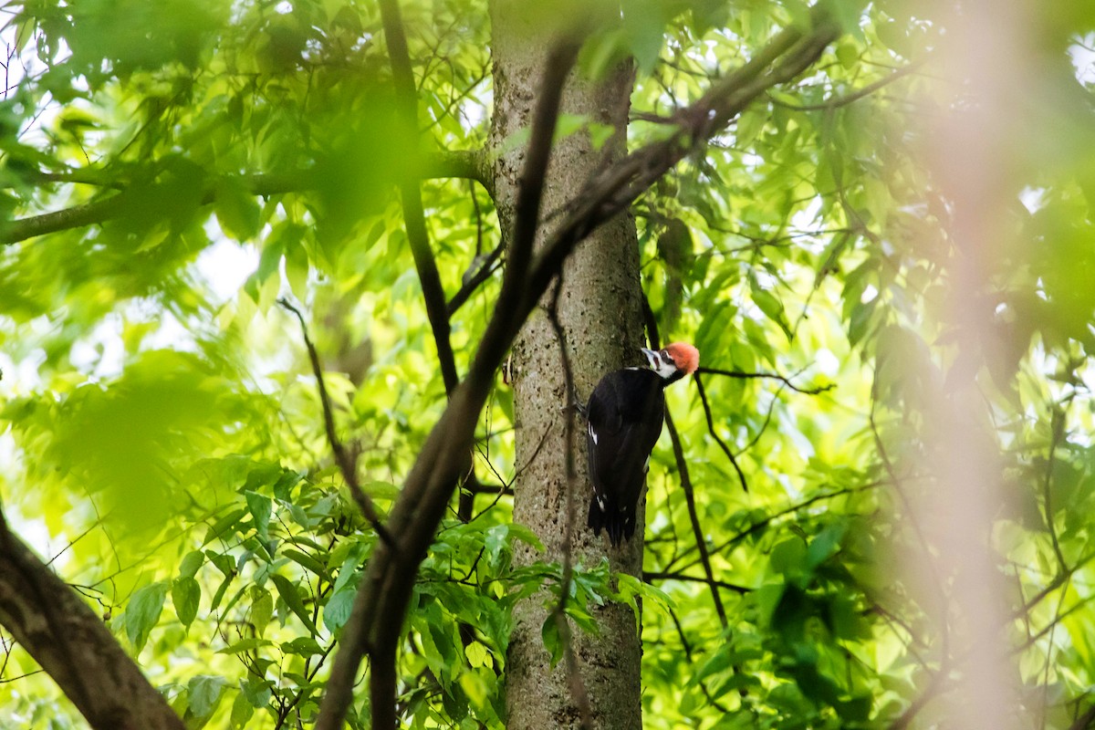 Pileated Woodpecker - ML561907791