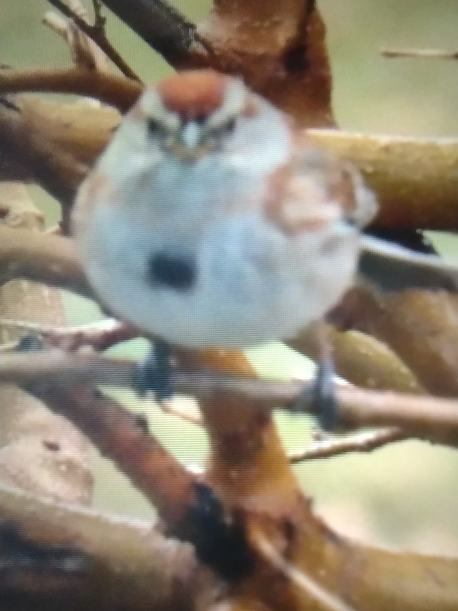 American Tree Sparrow - ML561910661
