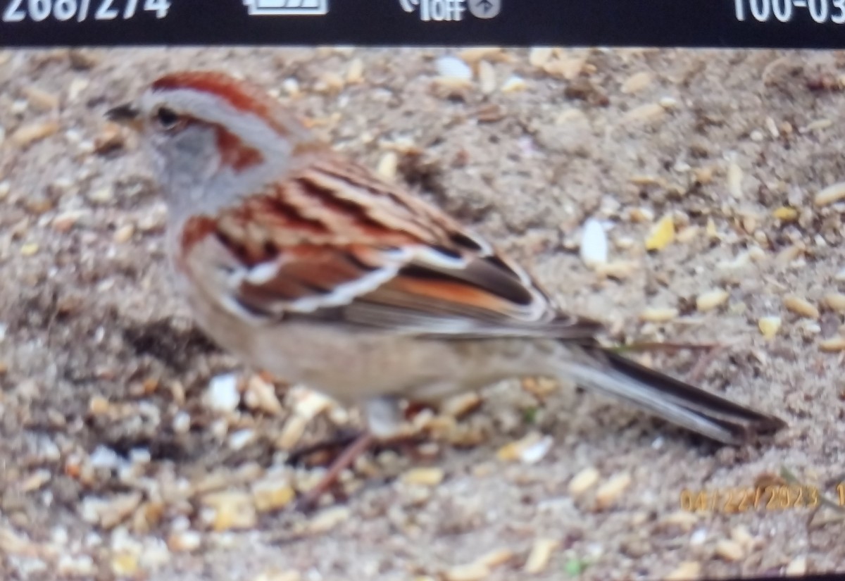 American Tree Sparrow - ML561910671
