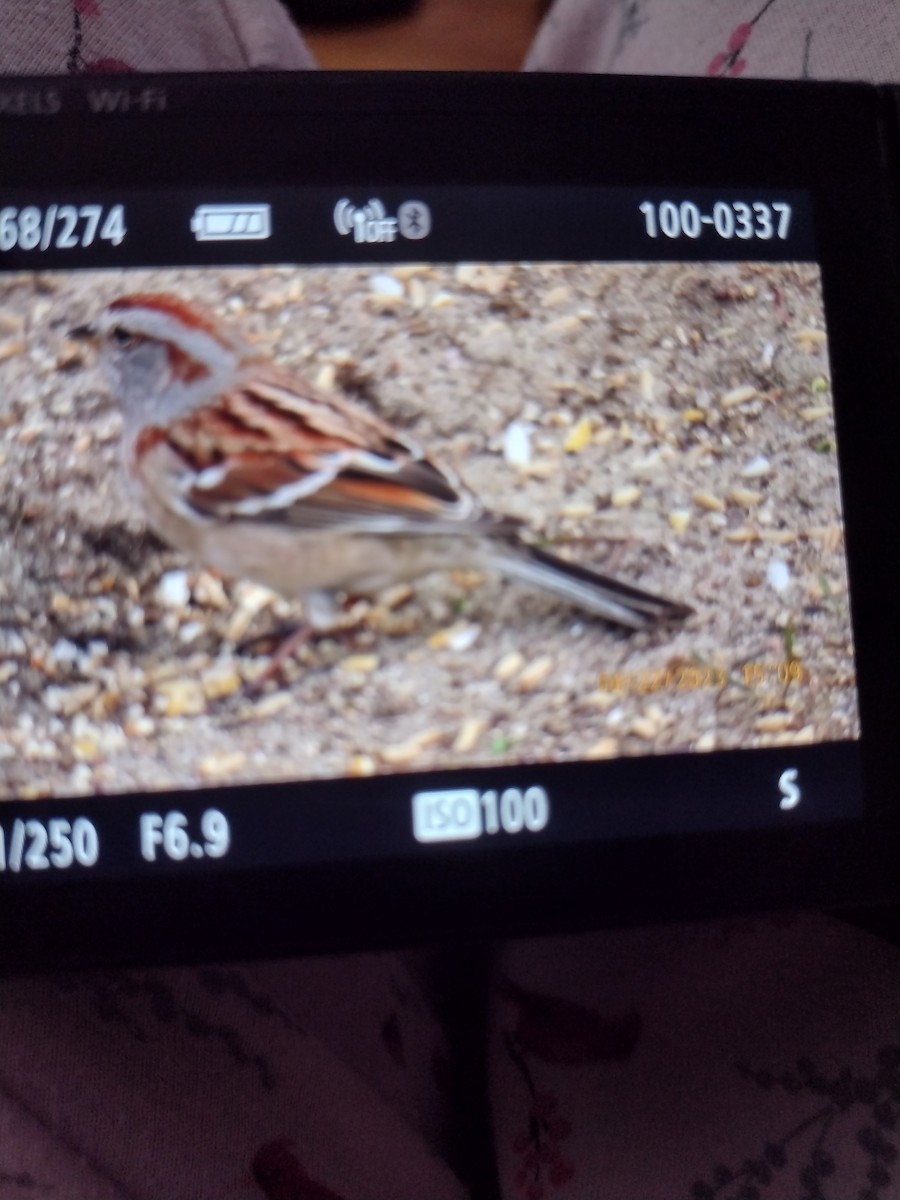 American Tree Sparrow - ML561910681
