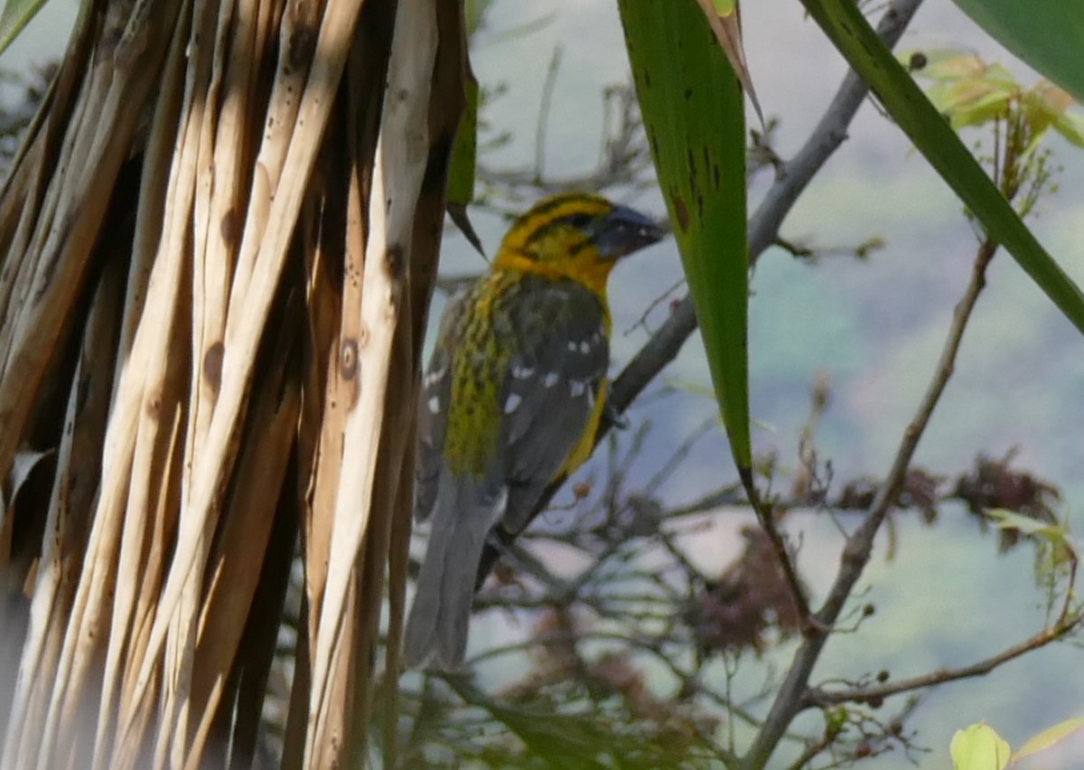 Yellow Grosbeak (Guatemalan) - Vincent Fyson
