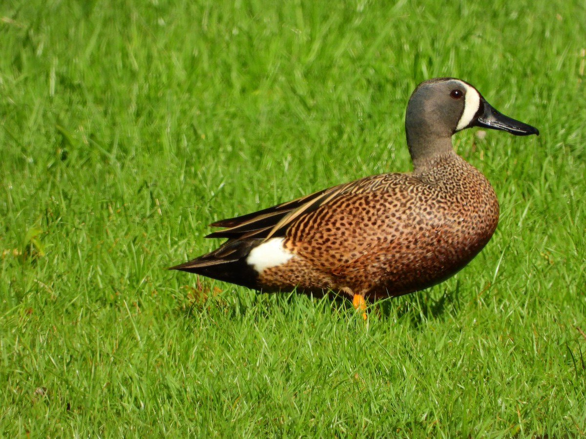 Blue-winged Teal - ML561913761
