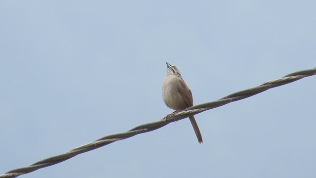 Rusty Sparrow - ML561918561