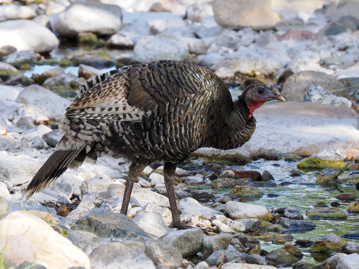 EBird Checklist 23 Apr 2023 Florida Wash At Madera Canyon Rd 25