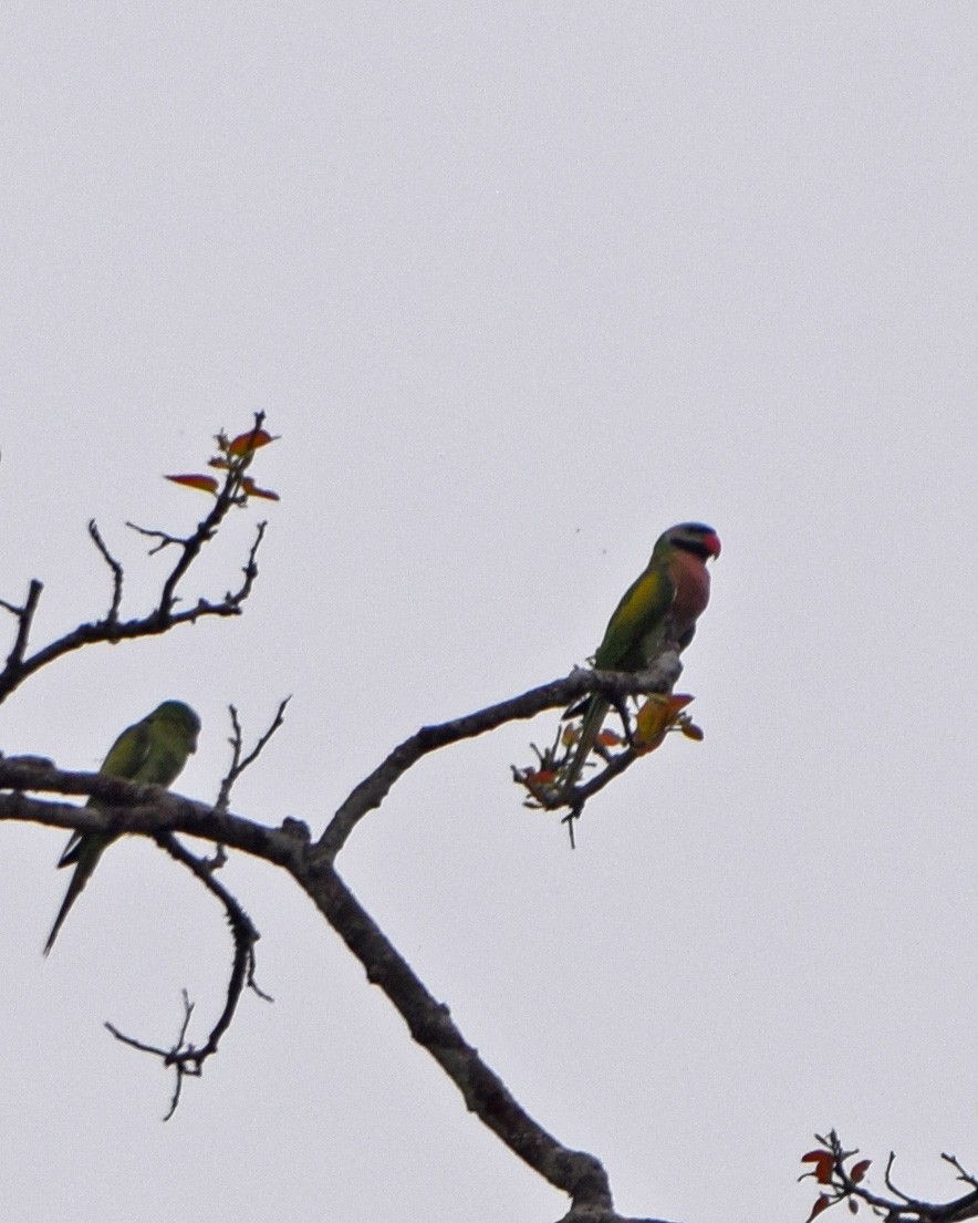 Red-breasted Parakeet - John Bruin
