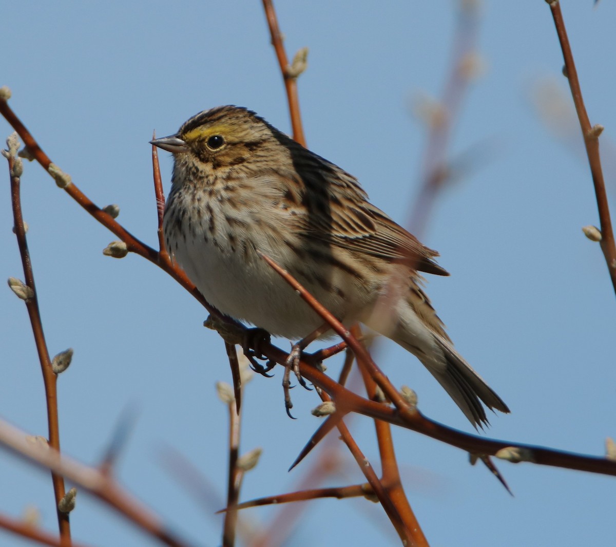 Savannah Sparrow - ML561922861
