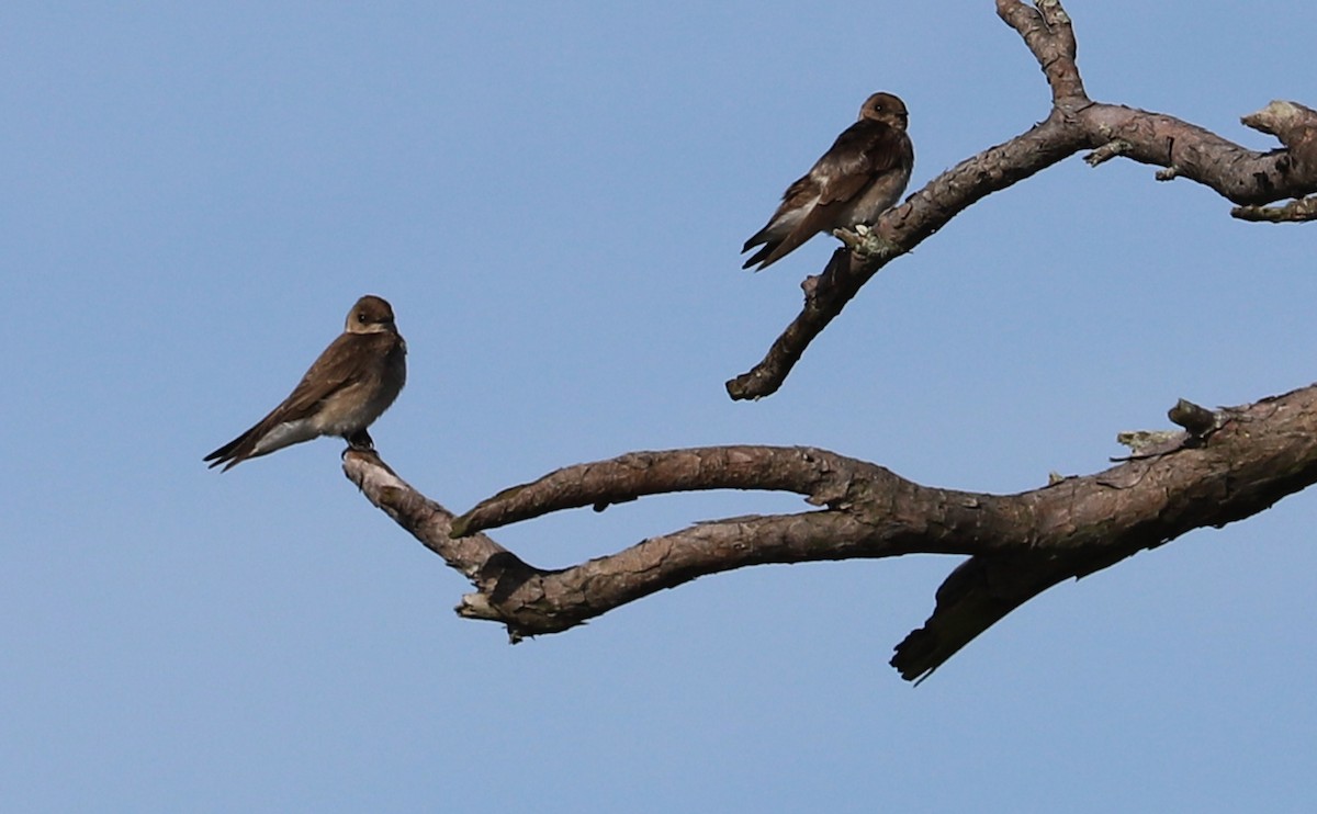 Northern Rough-winged Swallow - ML561928771