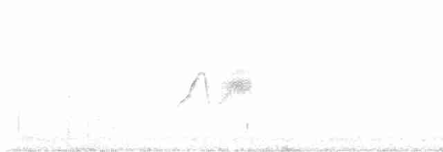 Weißbauch-Phoebetyrann - ML561932091