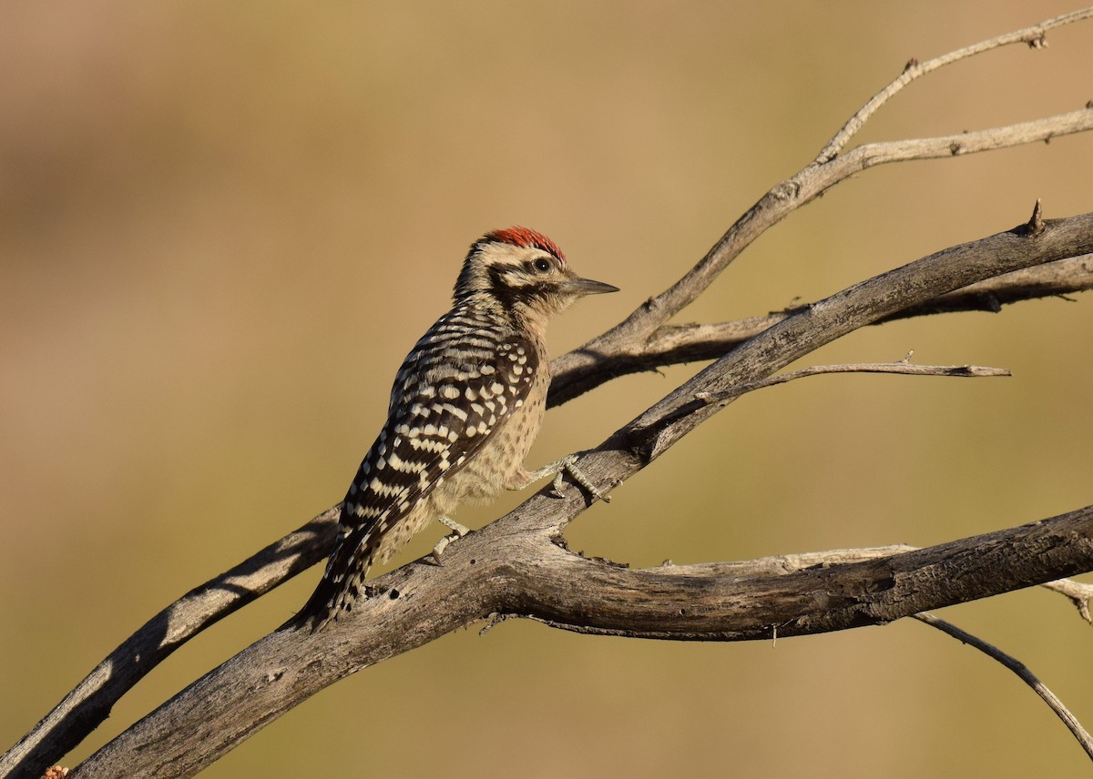 Ladder-backed Woodpecker - Ryan O'Donnell
