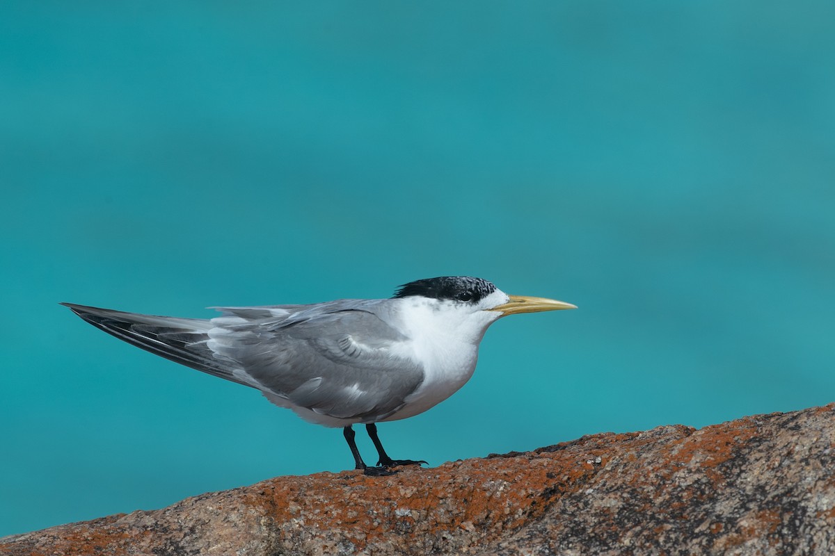 Great Crested Tern - ML561939731
