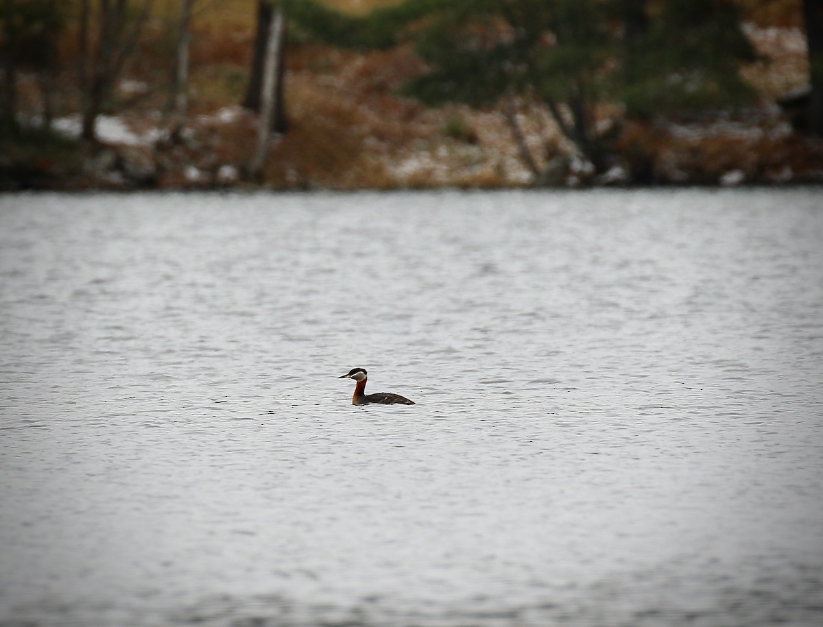 Red-necked Grebe - ML561941011