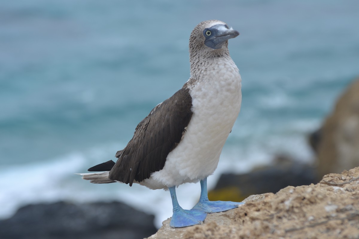 Blue-footed Booby - ML56194181