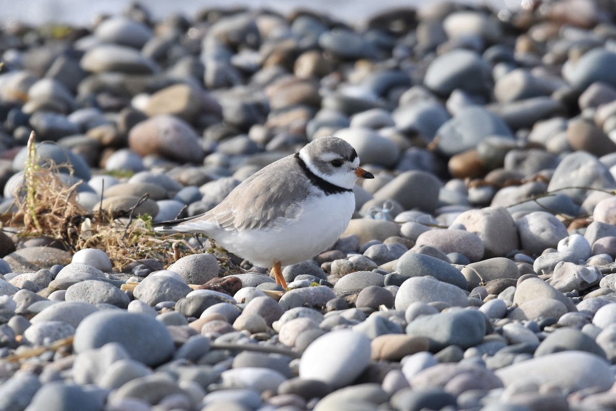 Piping Plover - ML561942951