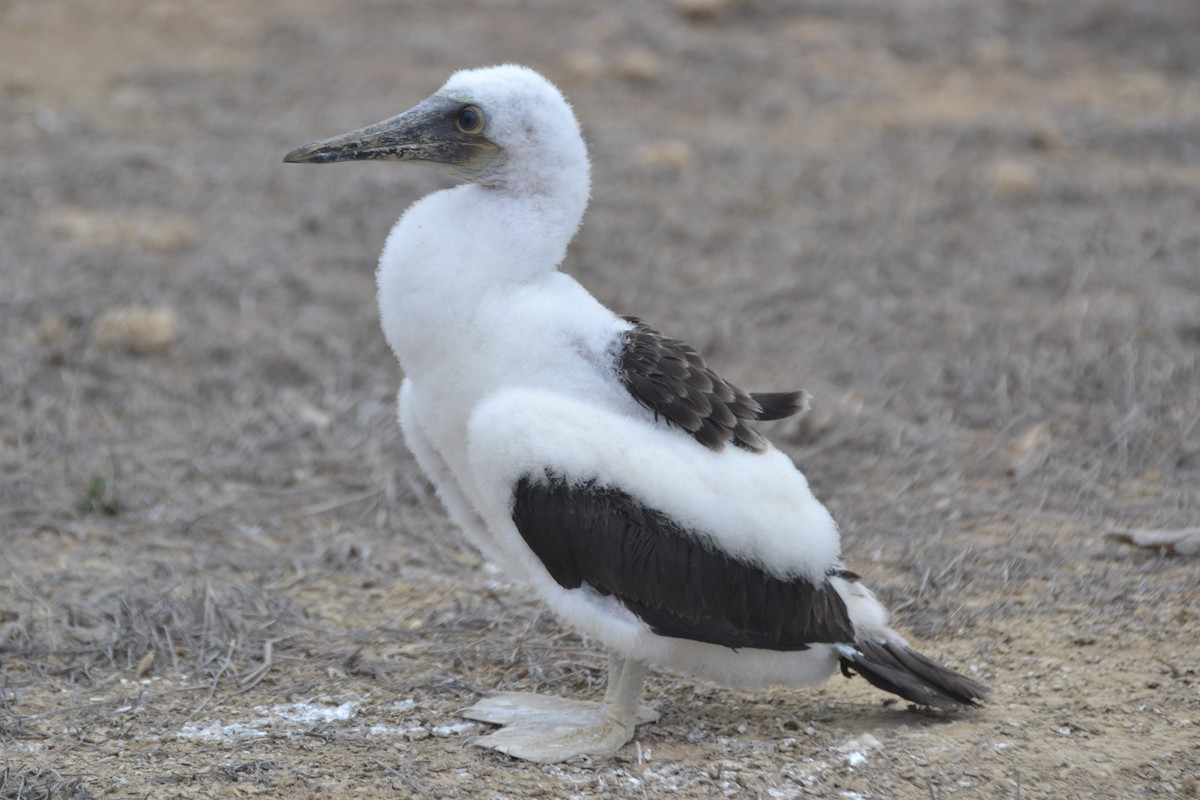 Blue-footed Booby - ML56194311
