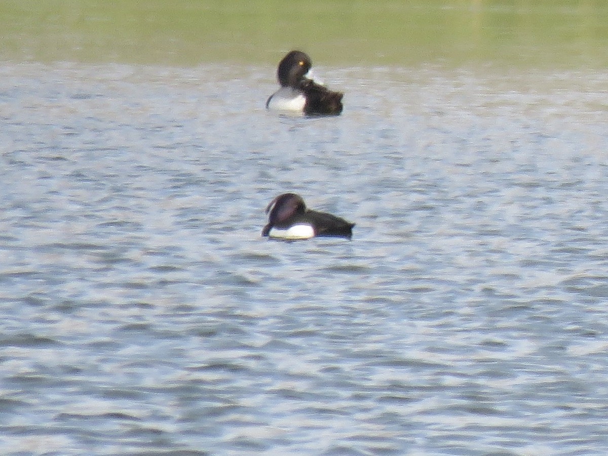 Tufted Duck - ML561945411