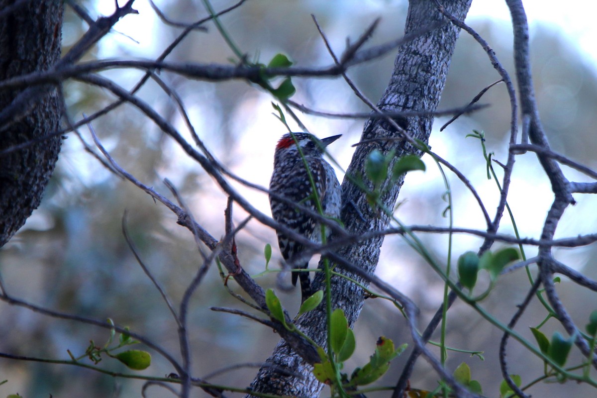 Checkered Woodpecker - ML56194671