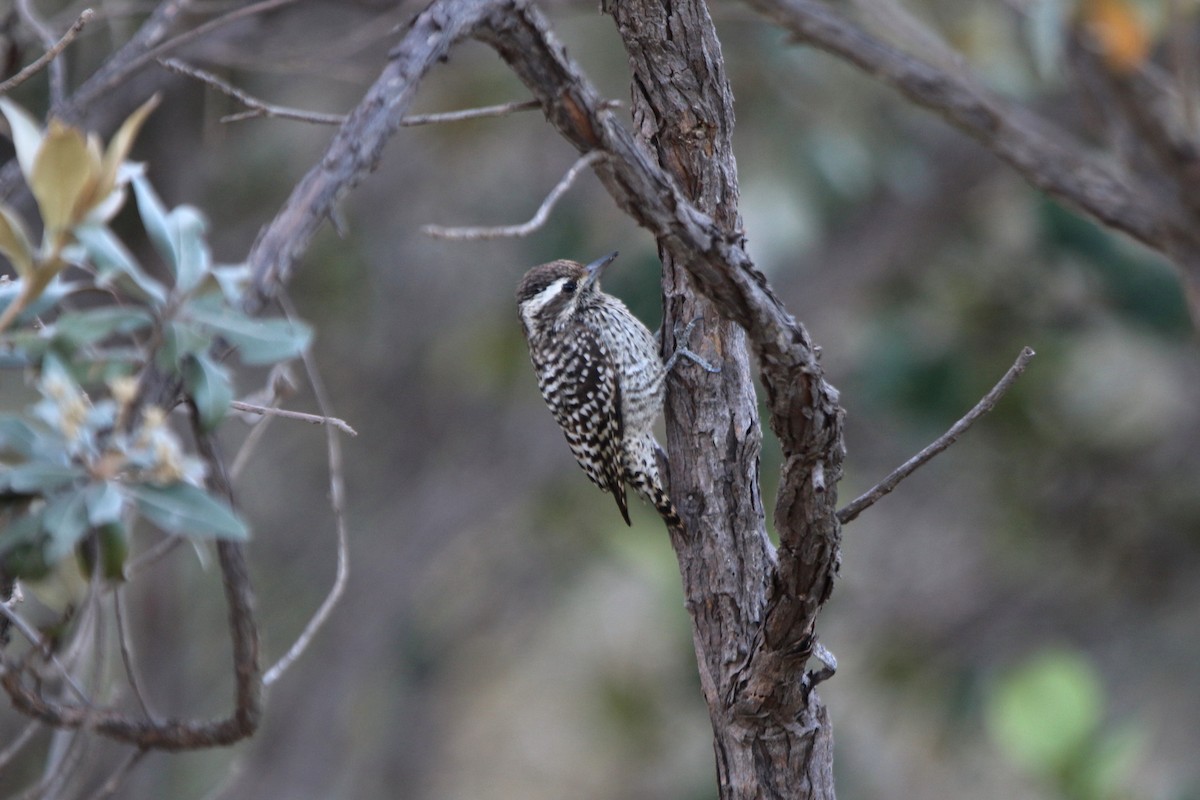 Checkered Woodpecker - ML56194901