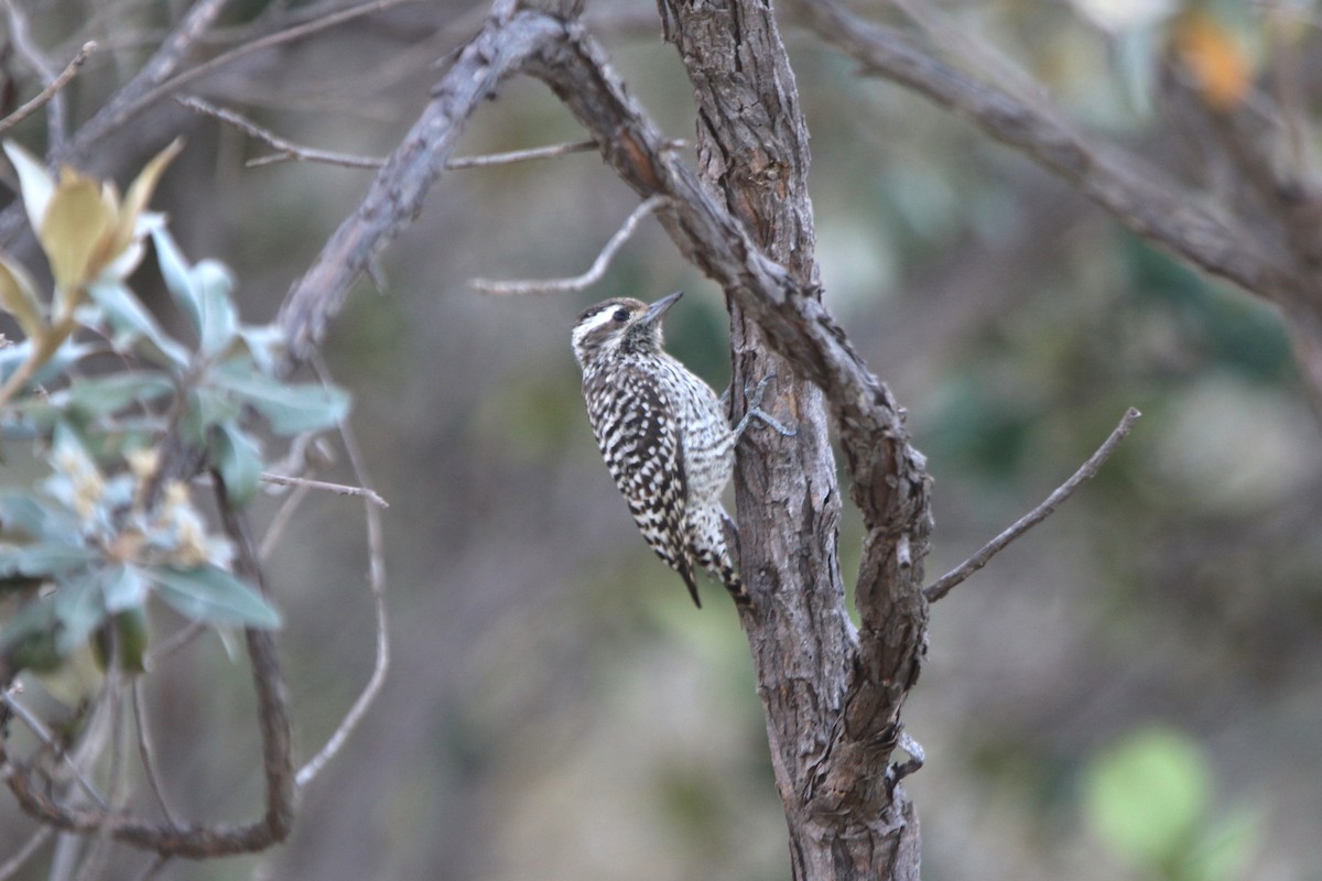 Checkered Woodpecker - ML56194921