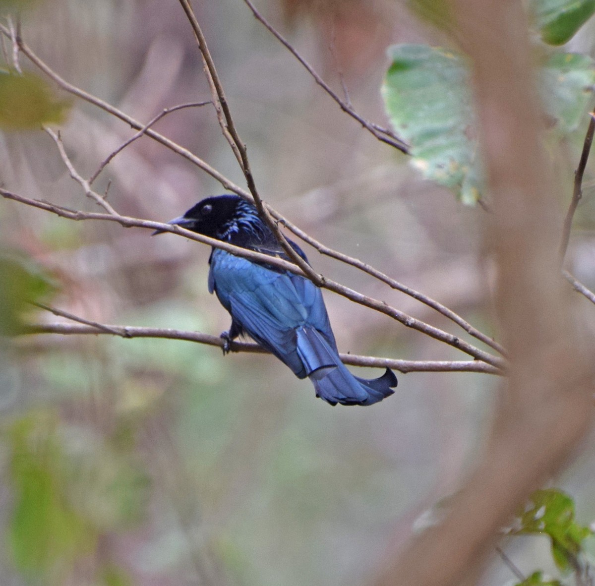 Hair-crested Drongo - ML56195471