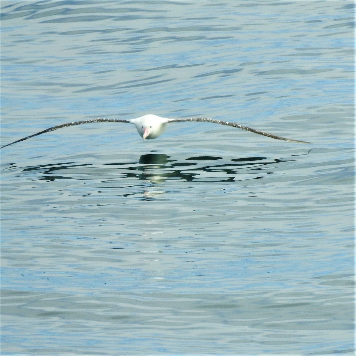 Snowy/Tristan/Antipodean Albatross - David Eddington
