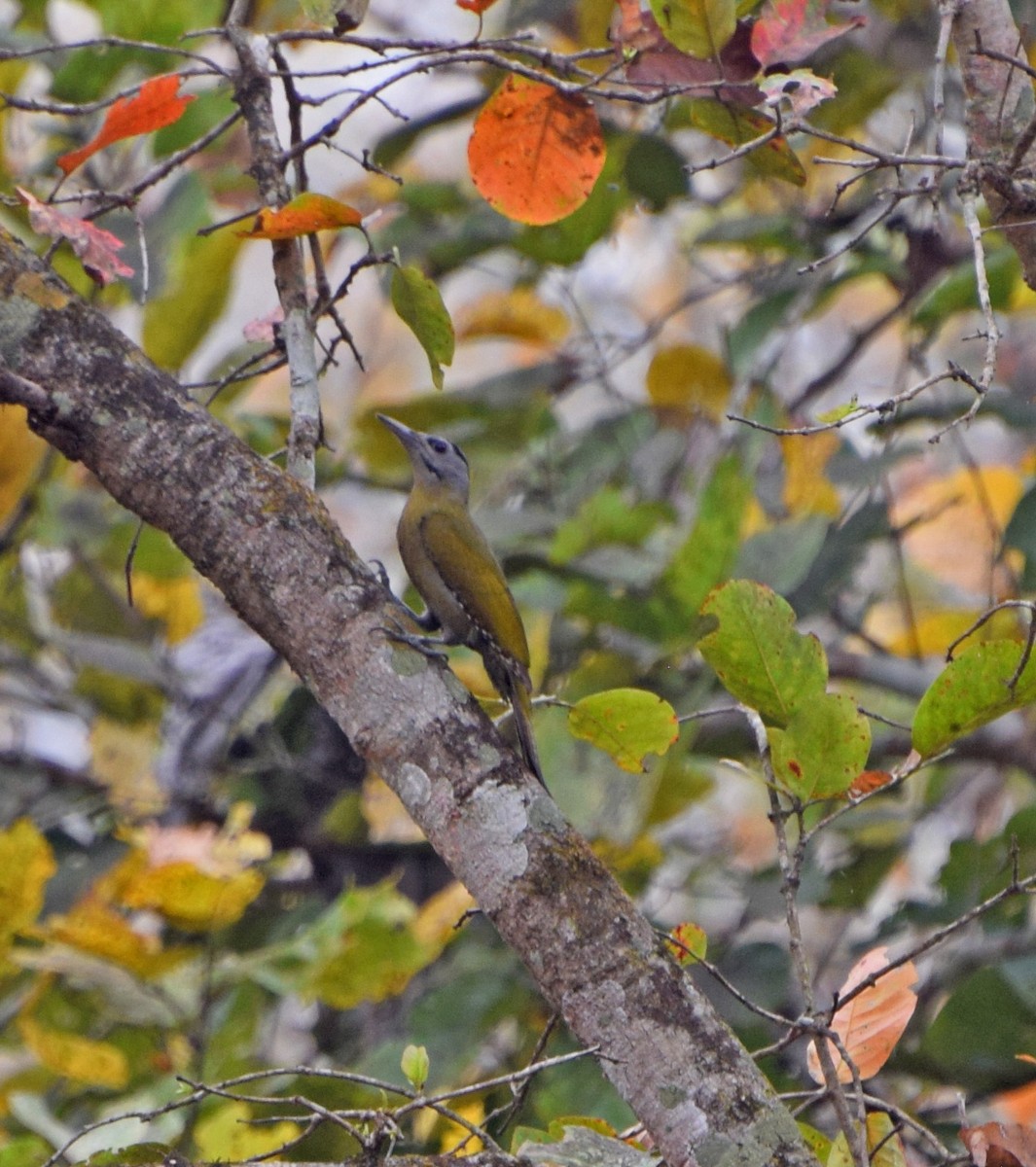 Gray-headed Woodpecker - ML56195891