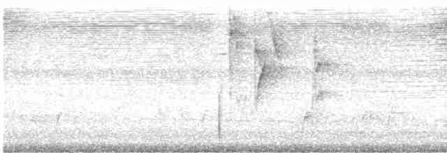 Thicket Tinamou - ML561959231