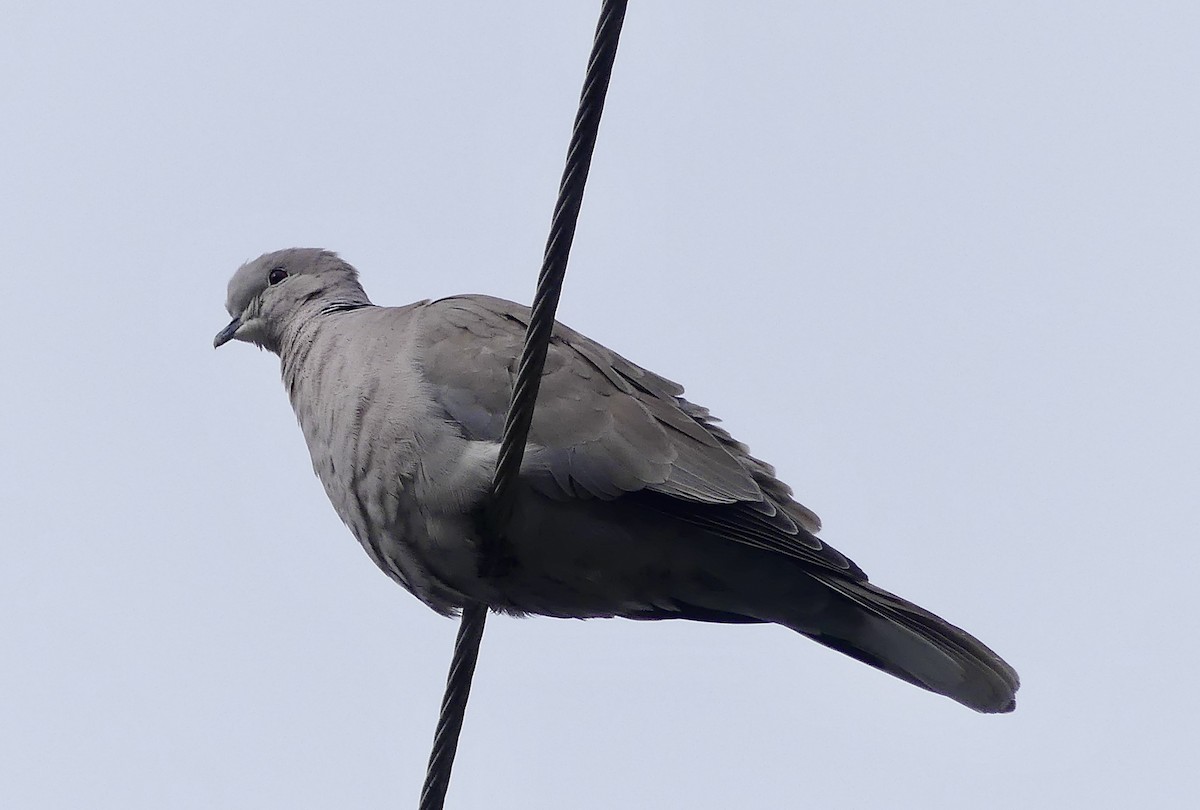 Eurasian Collared-Dove - ML561965201