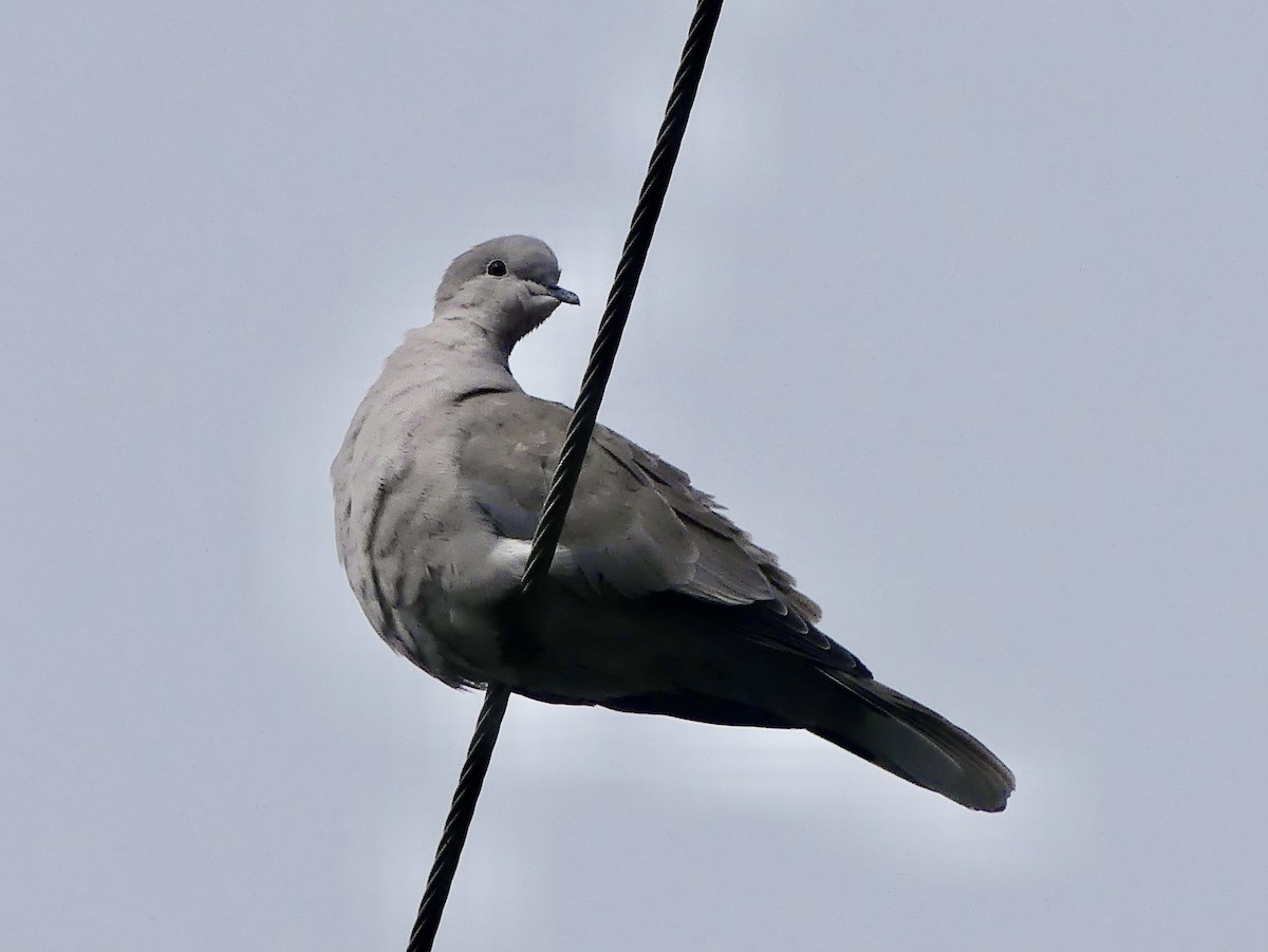 Eurasian Collared-Dove - ML561965441