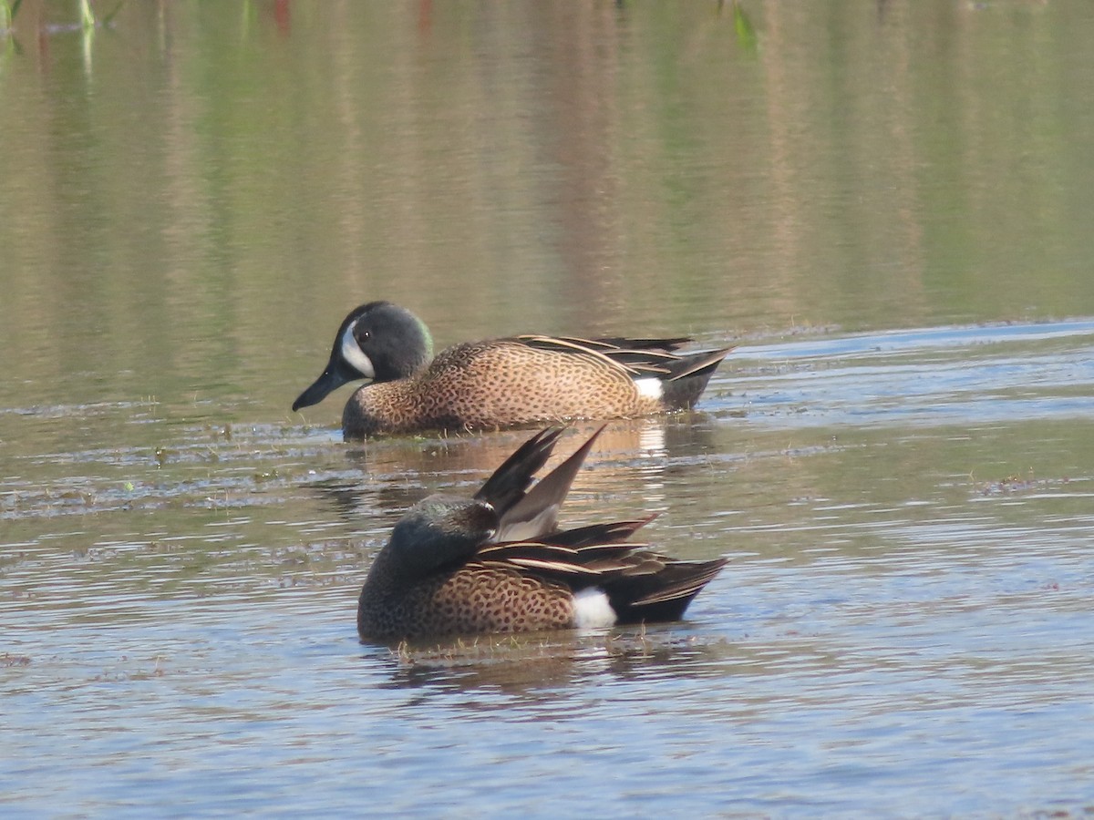 Blue-winged Teal - ML561975051