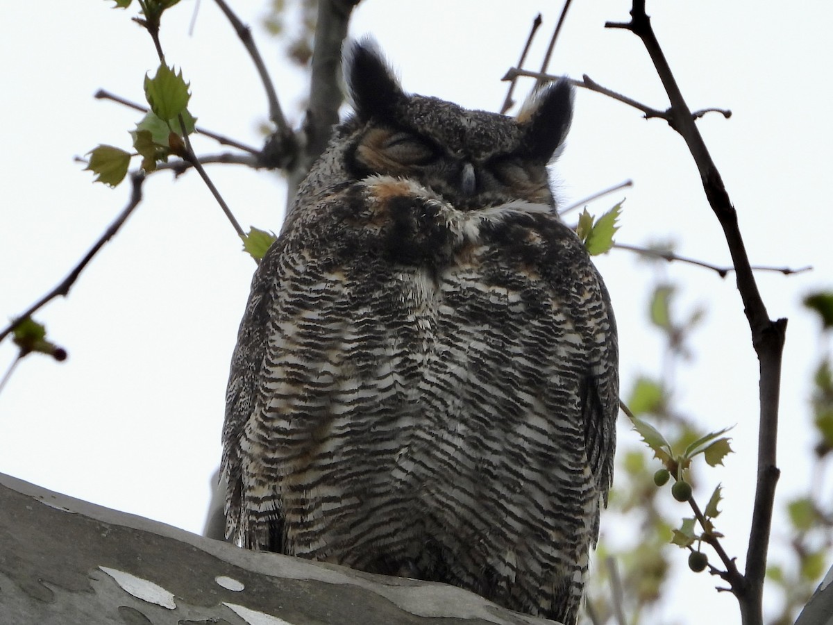 eBird Checklist - 21 Apr 2023 - Juan Solomon Park, Indianapolis - 22 ...