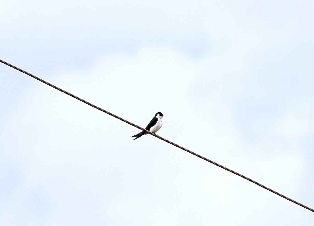 Violet-green Swallow - ML561977891