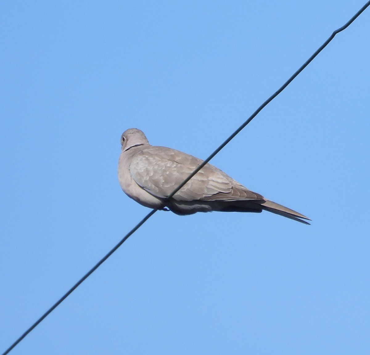 Eurasian Collared-Dove - ML561977901