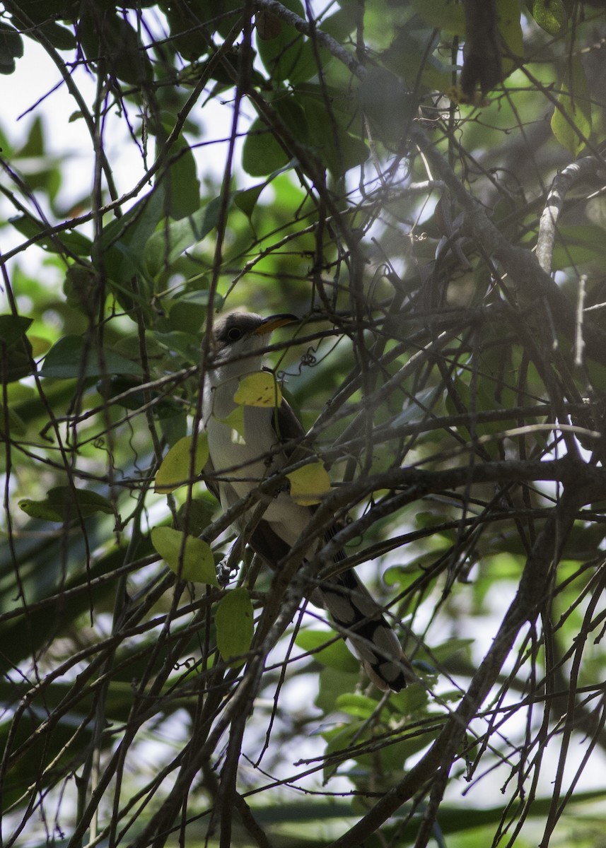 Yellow-billed Cuckoo - ML56198411