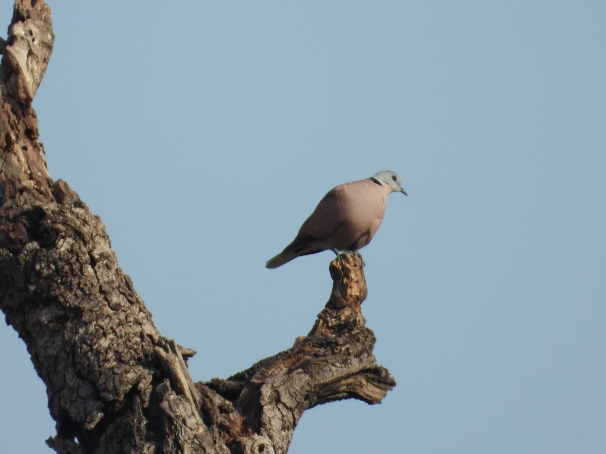 Red Collared-Dove - ML561985871
