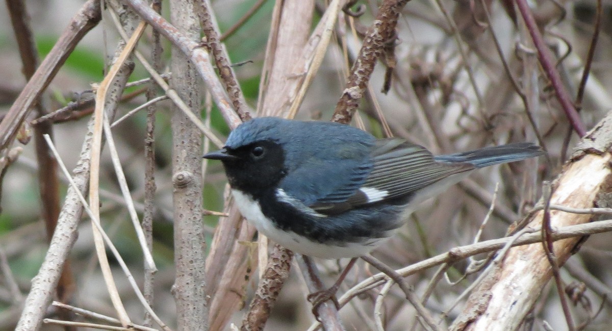 Black-throated Blue Warbler - A Goulden