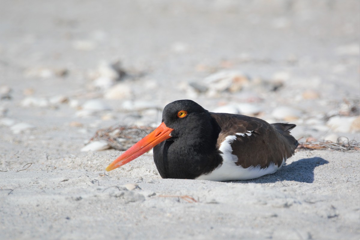 eBird Checklist 23 Apr 2023 Egmont Key NWR 47 species