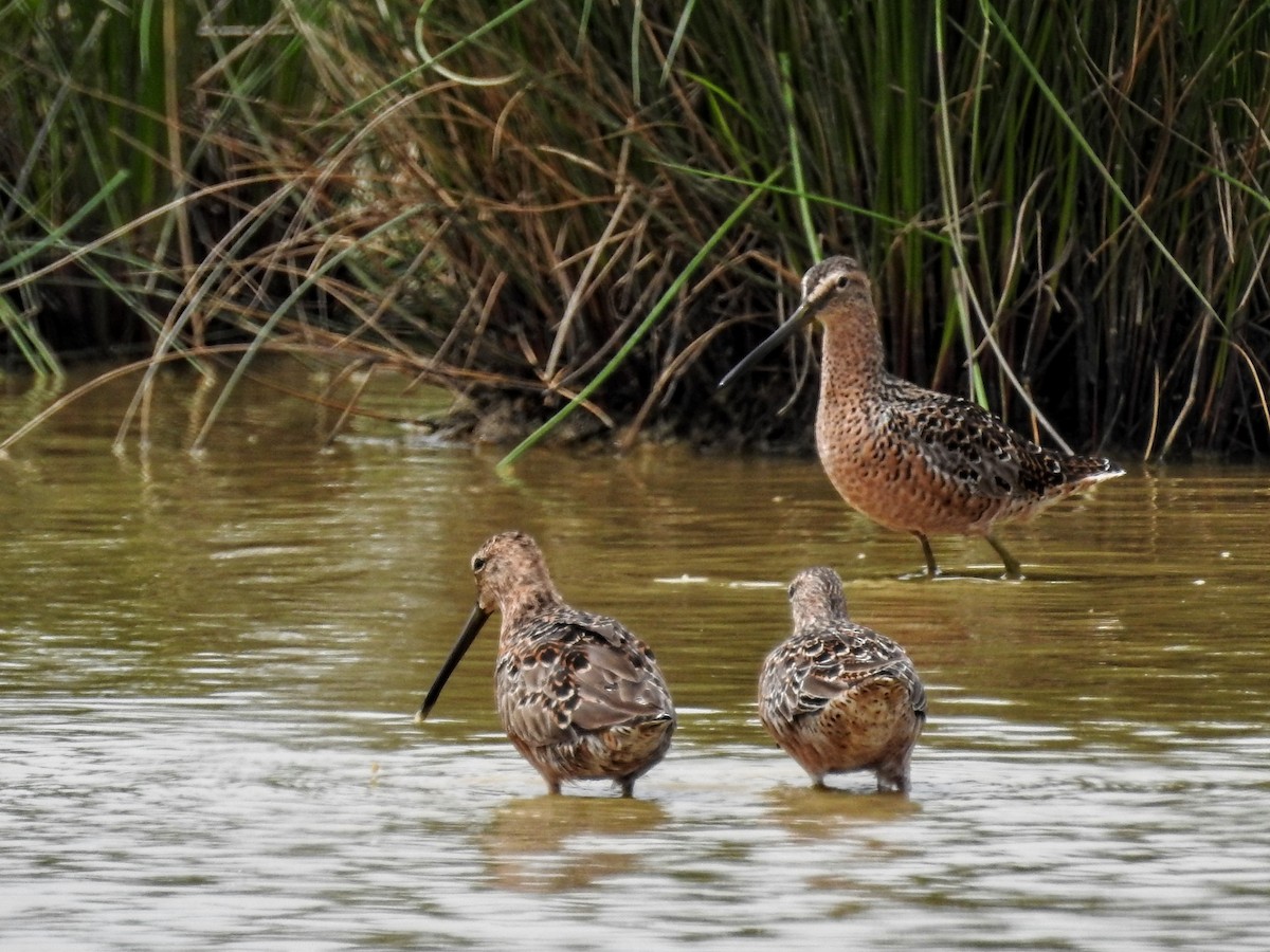Long-billed Dowitcher - ML561994441