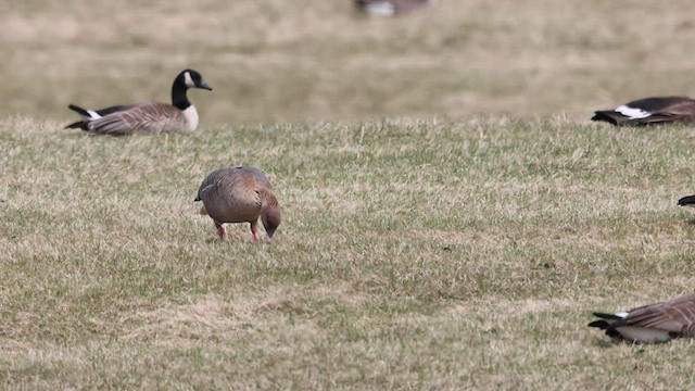 Pink-footed Goose - ML561996111