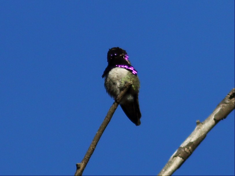 Costa's Hummingbird - Paul Fenwick