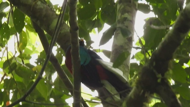 Quetzal resplendissant - ML562003191