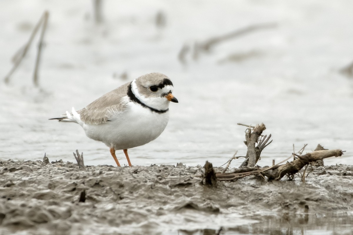 Piping Plover - ML562005131