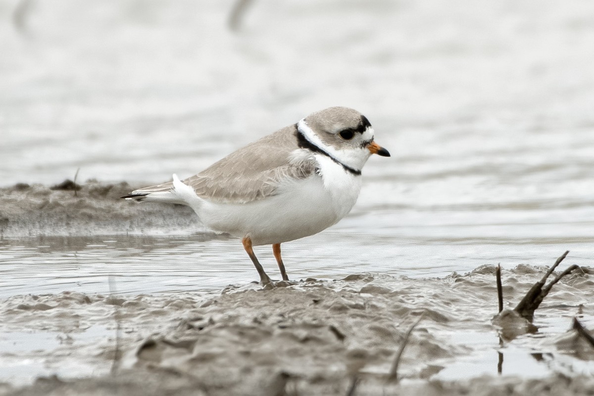 Piping Plover - ML562005141