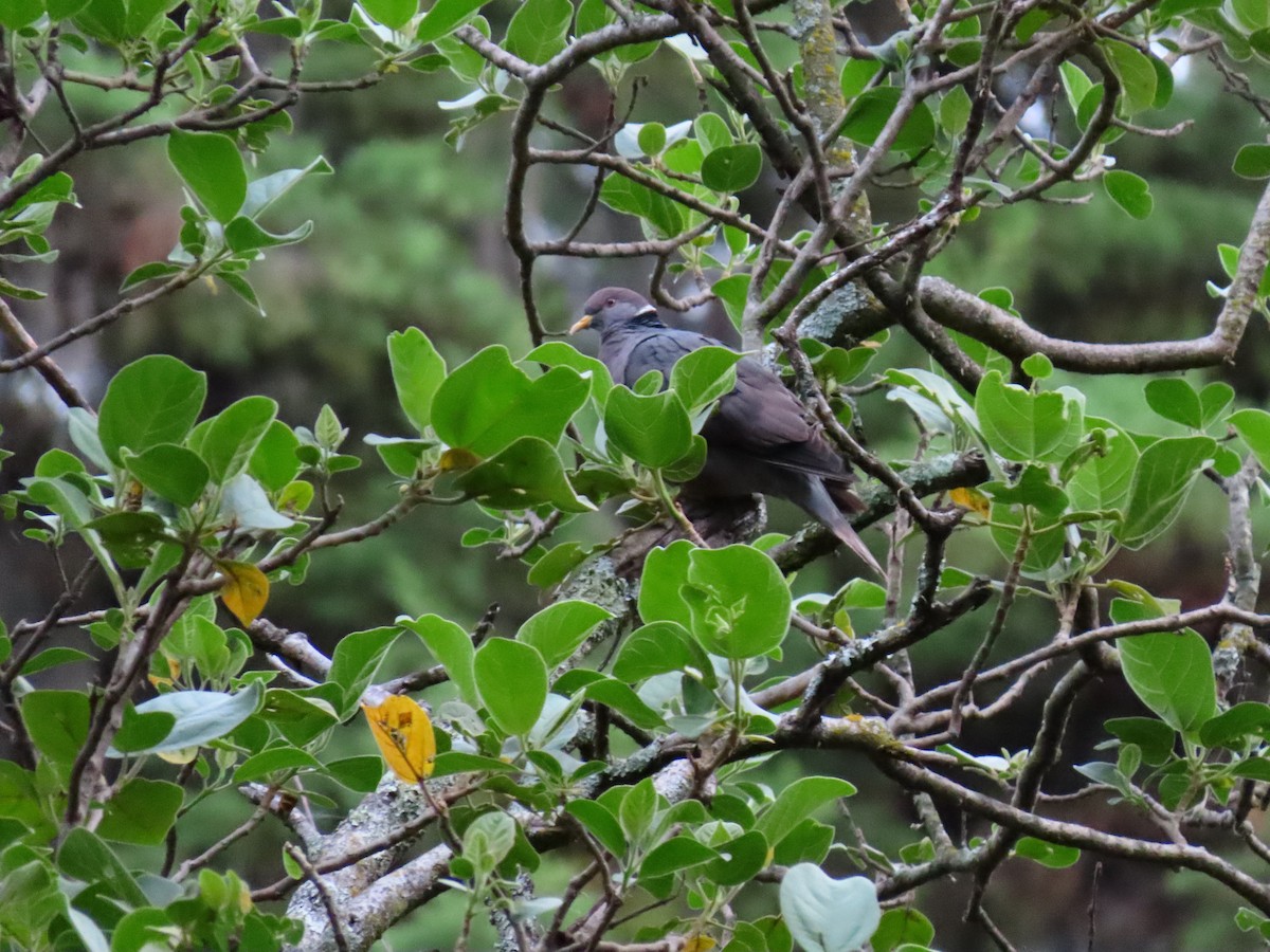 Band-tailed Pigeon - ML562005491