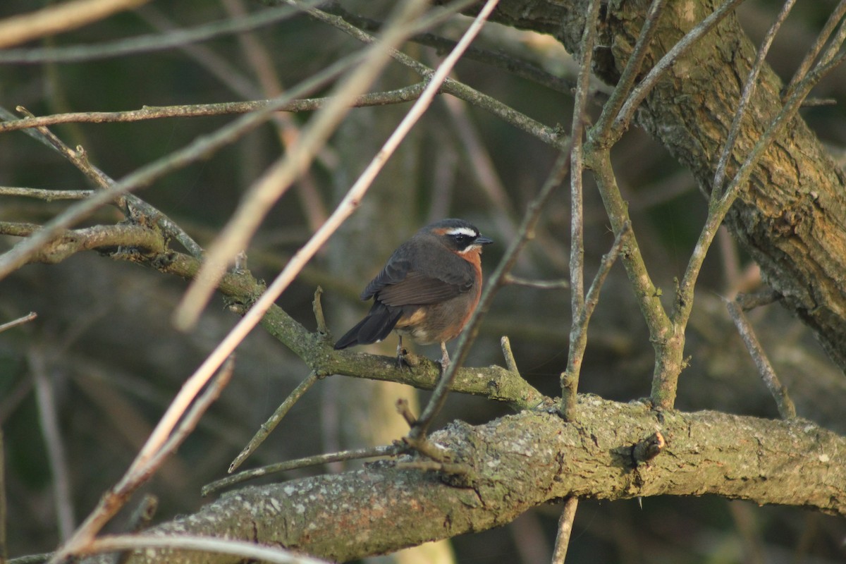 Black-and-rufous Warbling Finch - ML562006501
