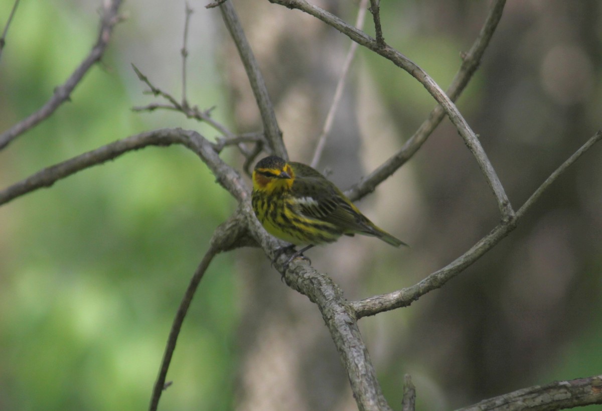 Cape May Warbler - ML56200661