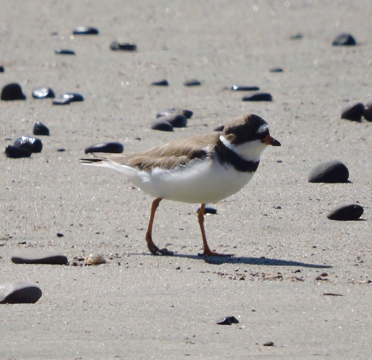 Semipalmated Plover - ML56201201