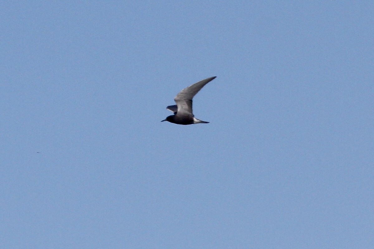 Black Tern - ML562013321