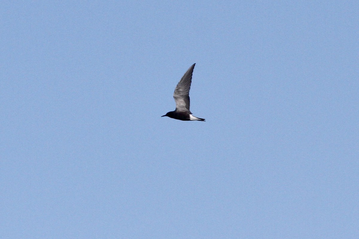 Black Tern - ML562013331